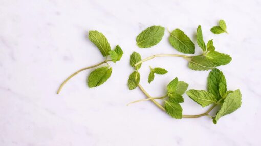 Peppermint Essential Oil for Candle Making and Cosmetic Peppermint Essential Oil for Candle Making and Cosmetic