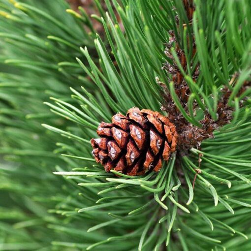 Cedarwood Fragrance oil for candle making Cedarwood Fragrance oil for candle making